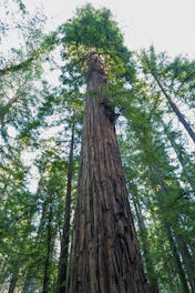 A tall redwood tree bathed in morning sunlight symbolizing steady growth.