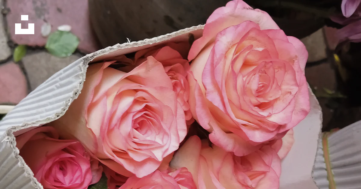 Paper Bag Roses A bouquet of pink roses in a paper bag photo – Free Bouquet of roses ...
