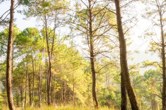 A peaceful East Texas forest with sunlight filtering through tall pine trees.
