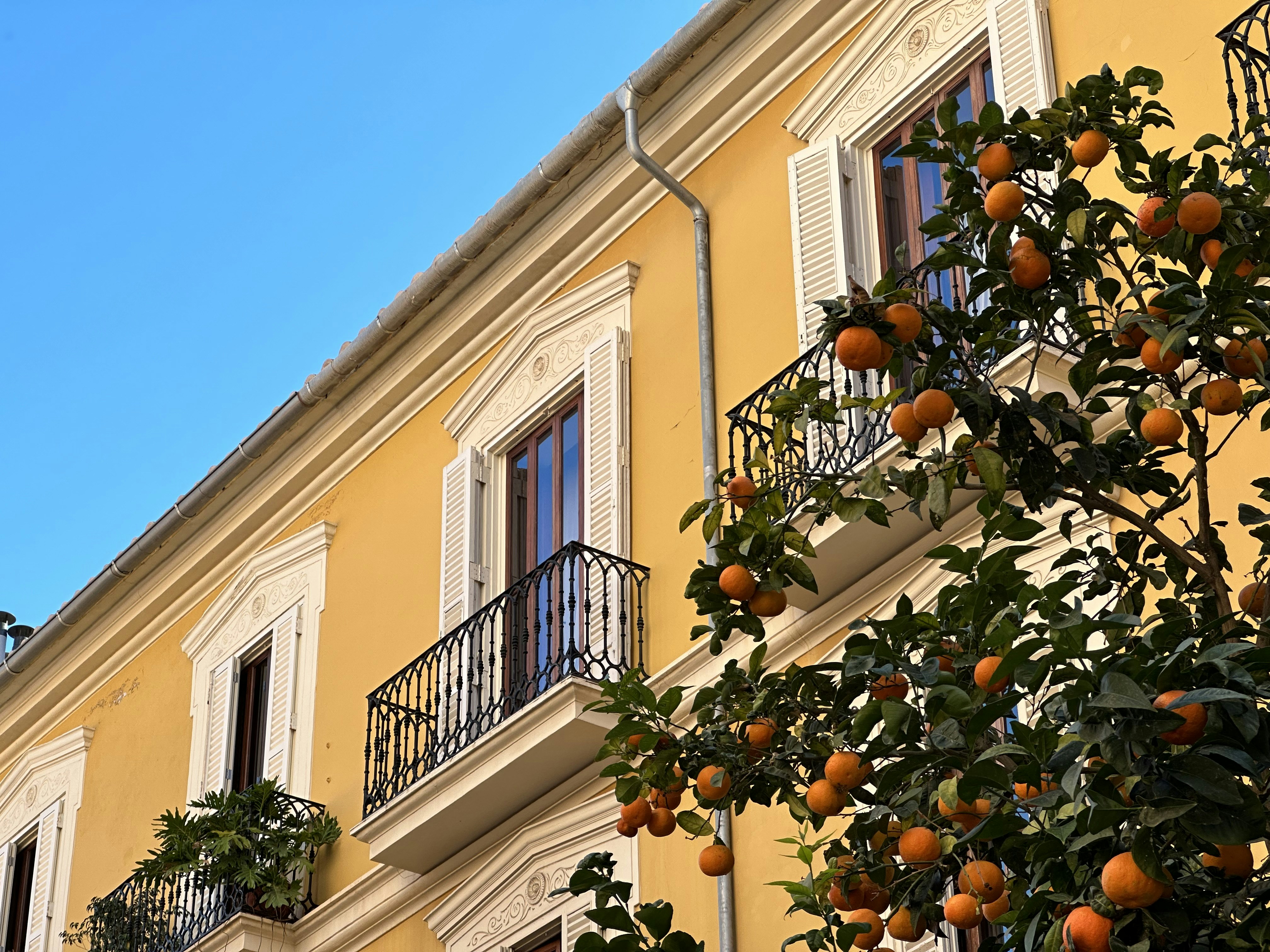 an orange tree in front of a yellow building