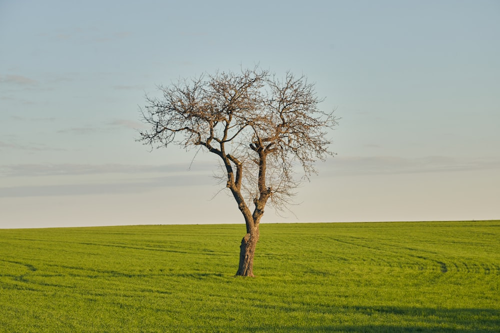 a lone tree stands alone in a green field