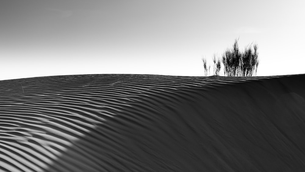 a black and white photo of a tree in the desert