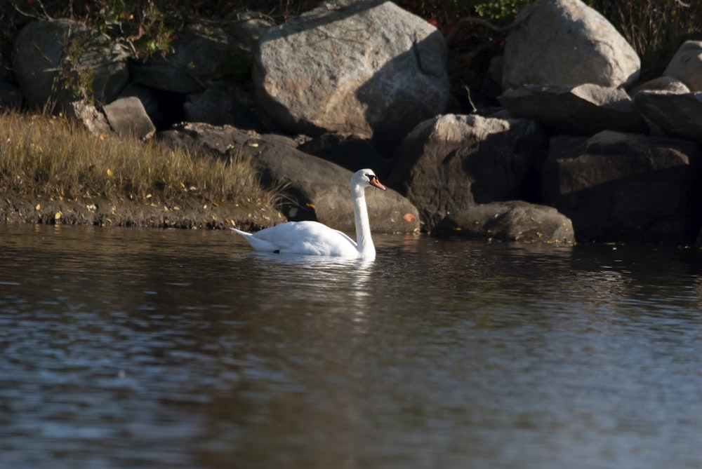 a white swan floating on top of a body of water