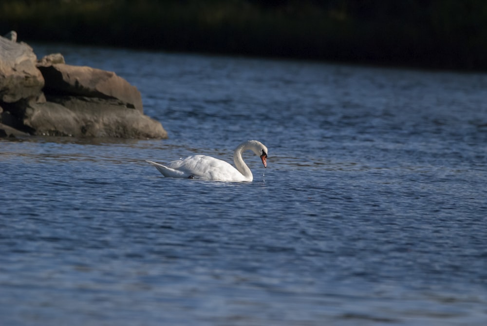 un cygne blanc flottant au-dessus d’un plan d’eau