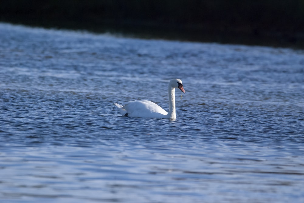 Ein weißer Schwan, der auf einem Gewässer schwimmt