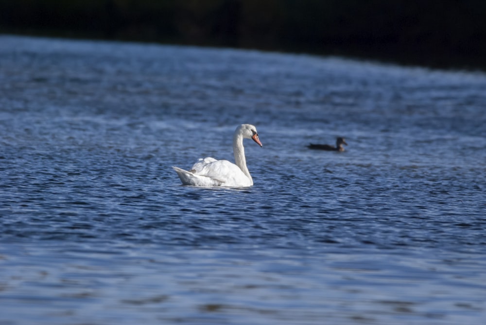 a white swan floating on top of a body of water