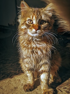 A fluffy brown tabby cat sits on a textured surface, bathed in warm sunlight. The cat's fur is thick and appears to be well-groomed, with striking patterns in shades of brown and orange. Its large, bright eyes look intently at the viewer, and its ears are perked up, suggesting alertness. Shadows enhance the texture of its fur and the features of the surrounding environment.
