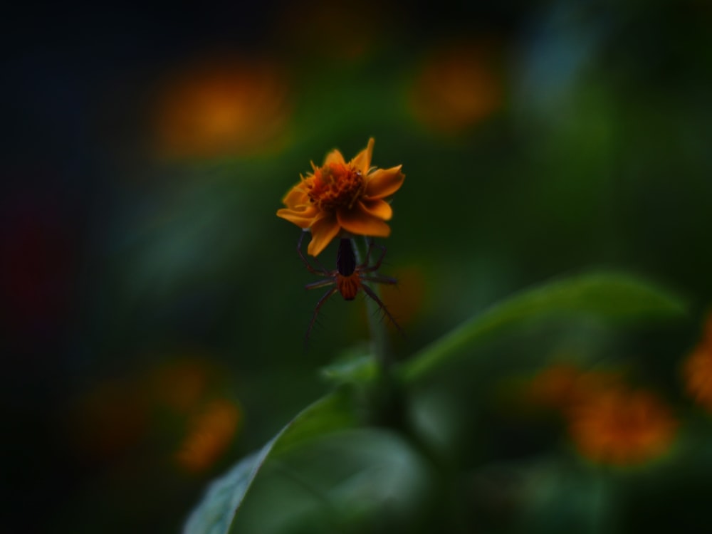 a close up of a flower with a blurry background