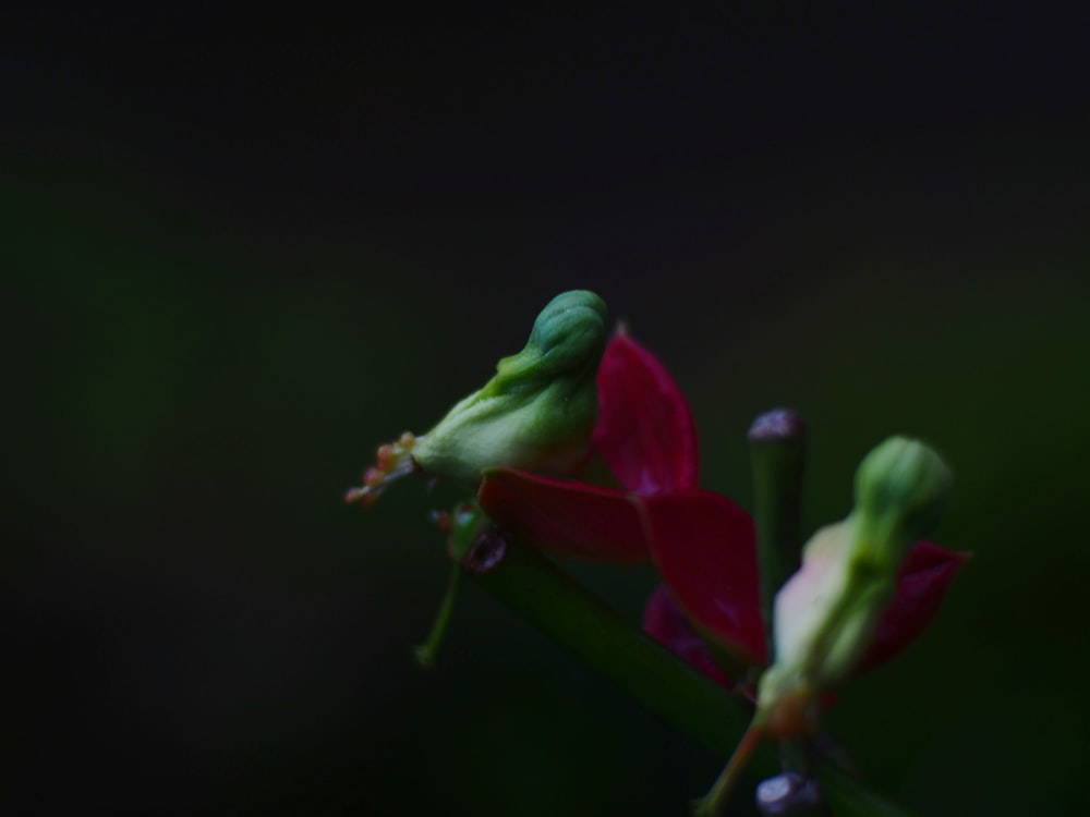 a close up of a flower with a blurry background