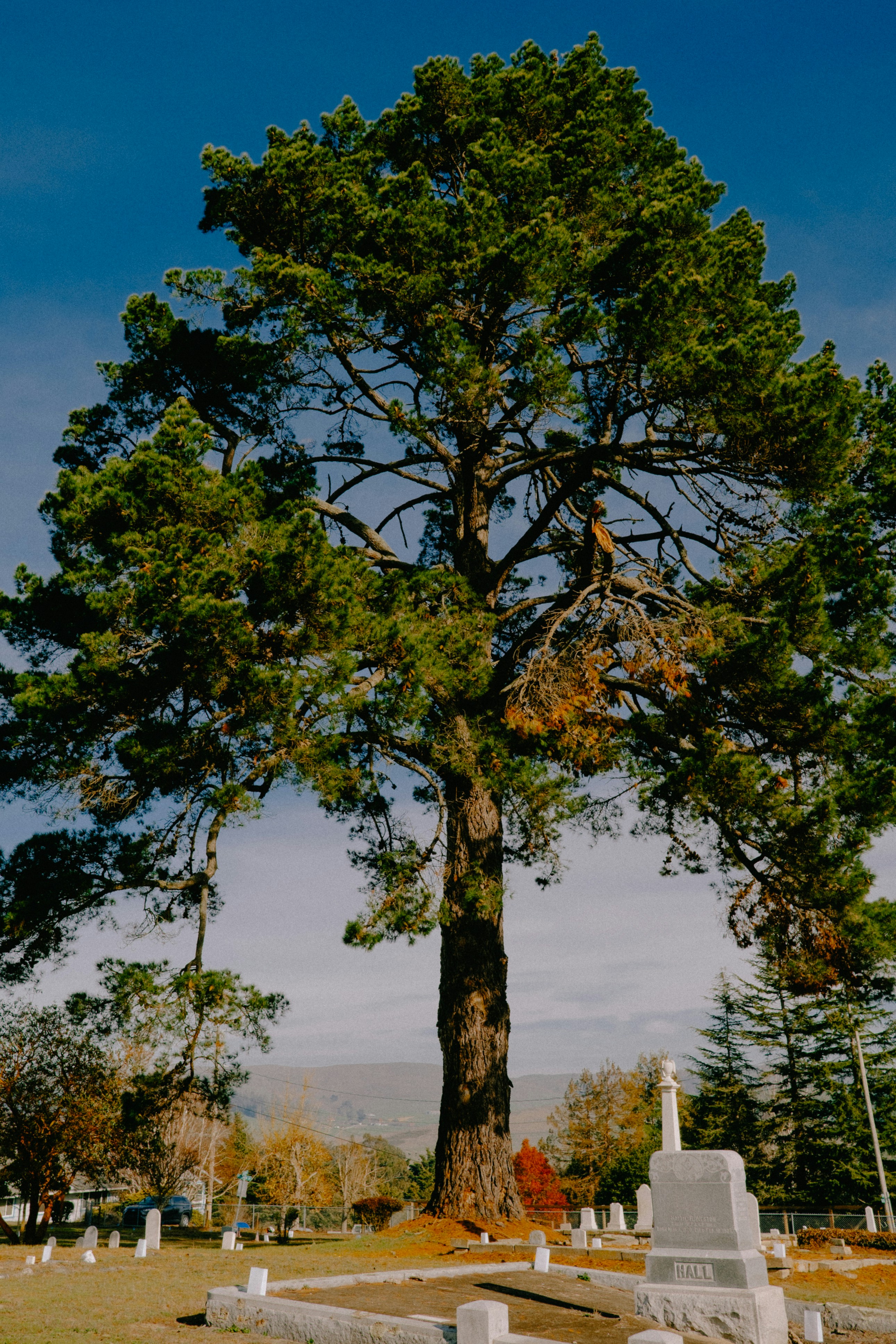 a large tree in the middle of a cemetery