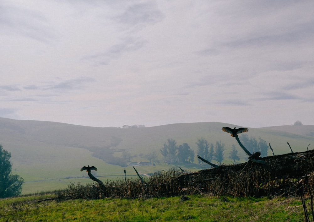 a couple of birds are perched on a fence