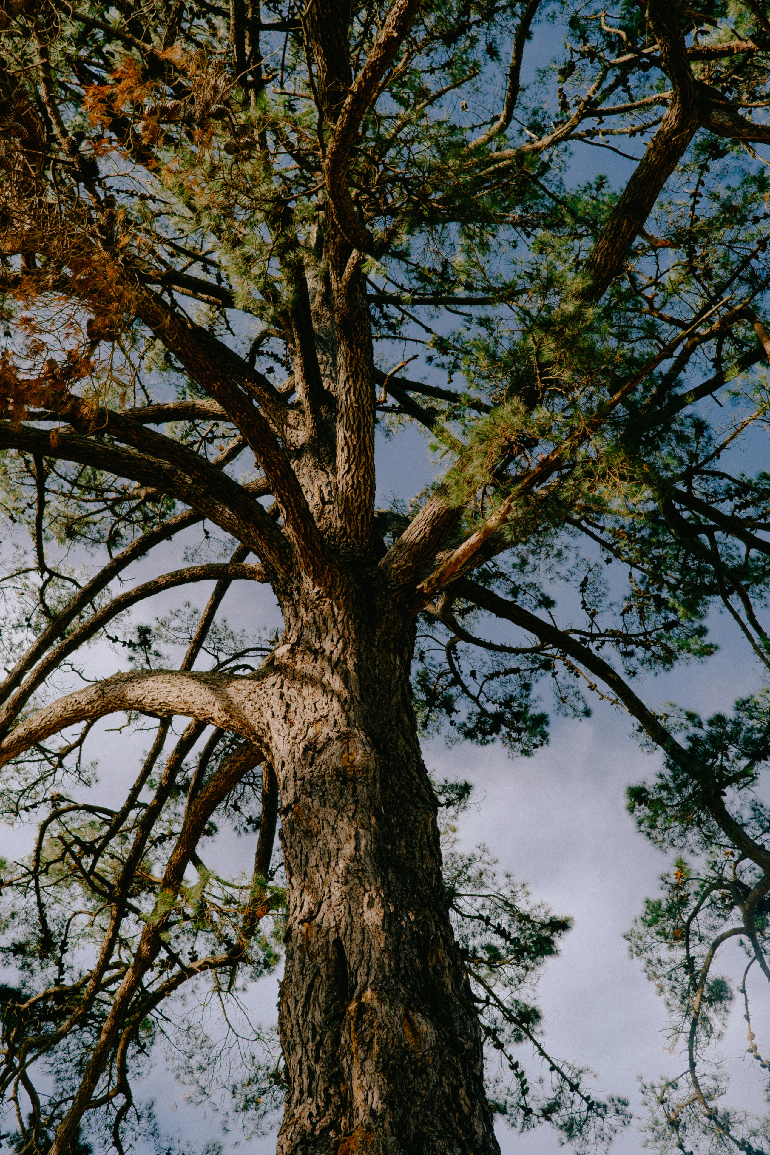 a large tree with no leaves on it