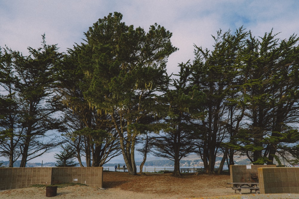 a group of trees sitting next to each other