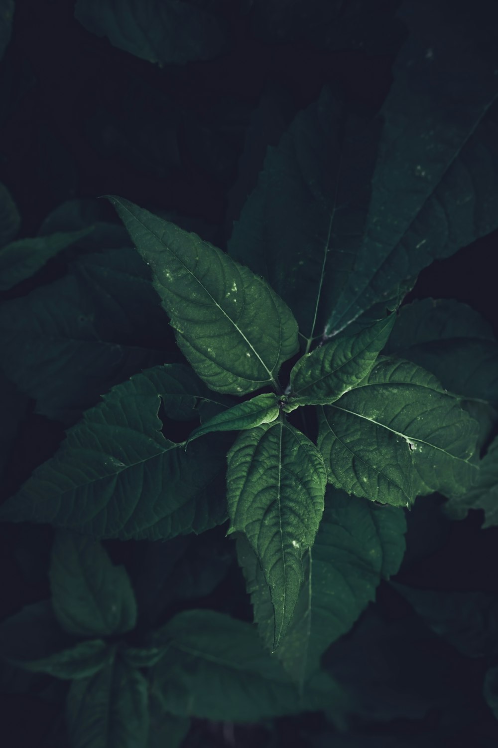 a close up of a green leafy plant