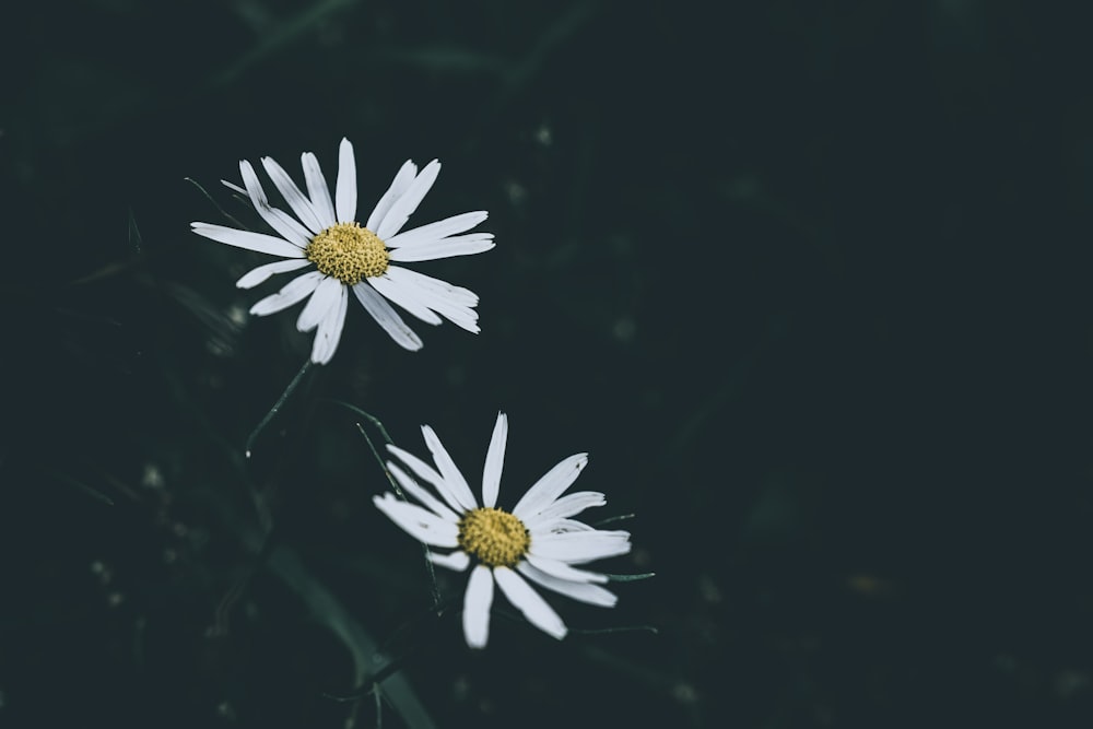 two white daisies with a yellow center on a black background