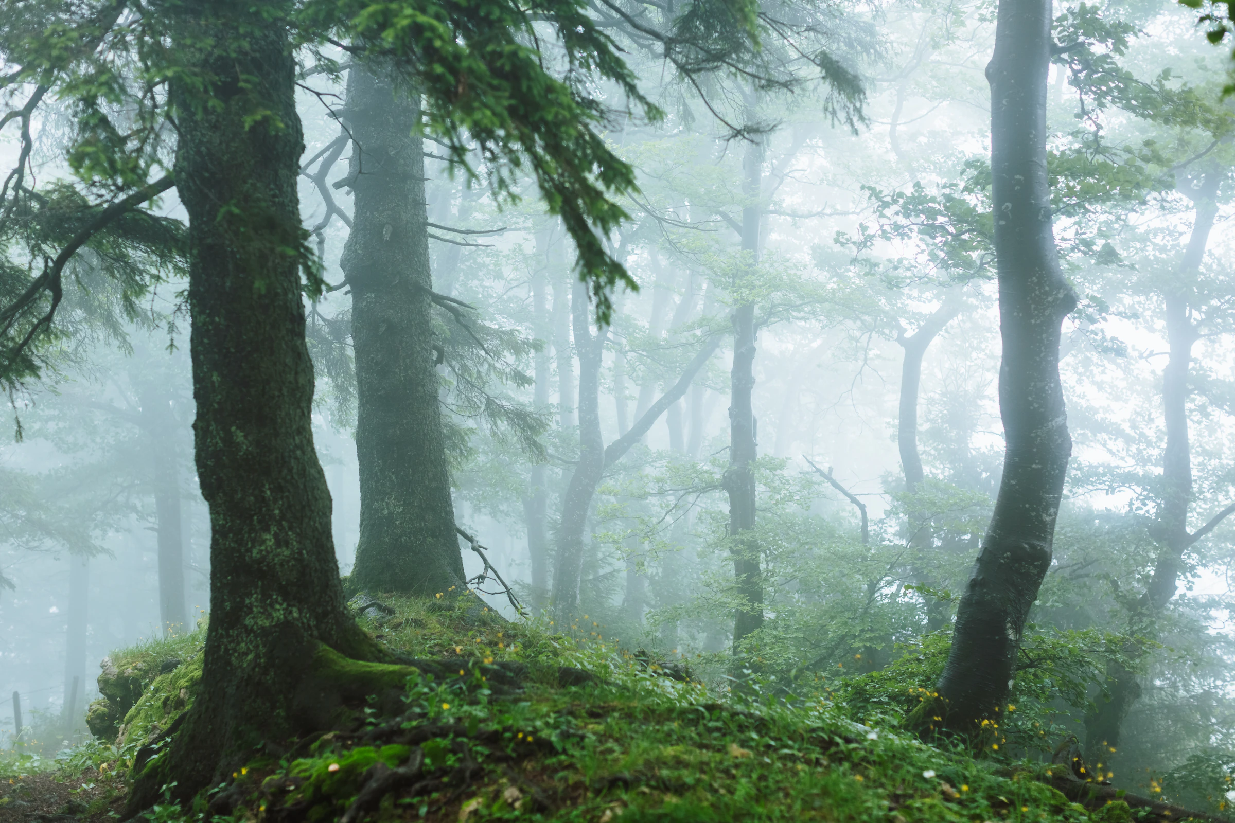Misty green forest with soft morning light
