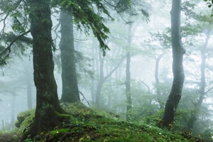 Morning Mist