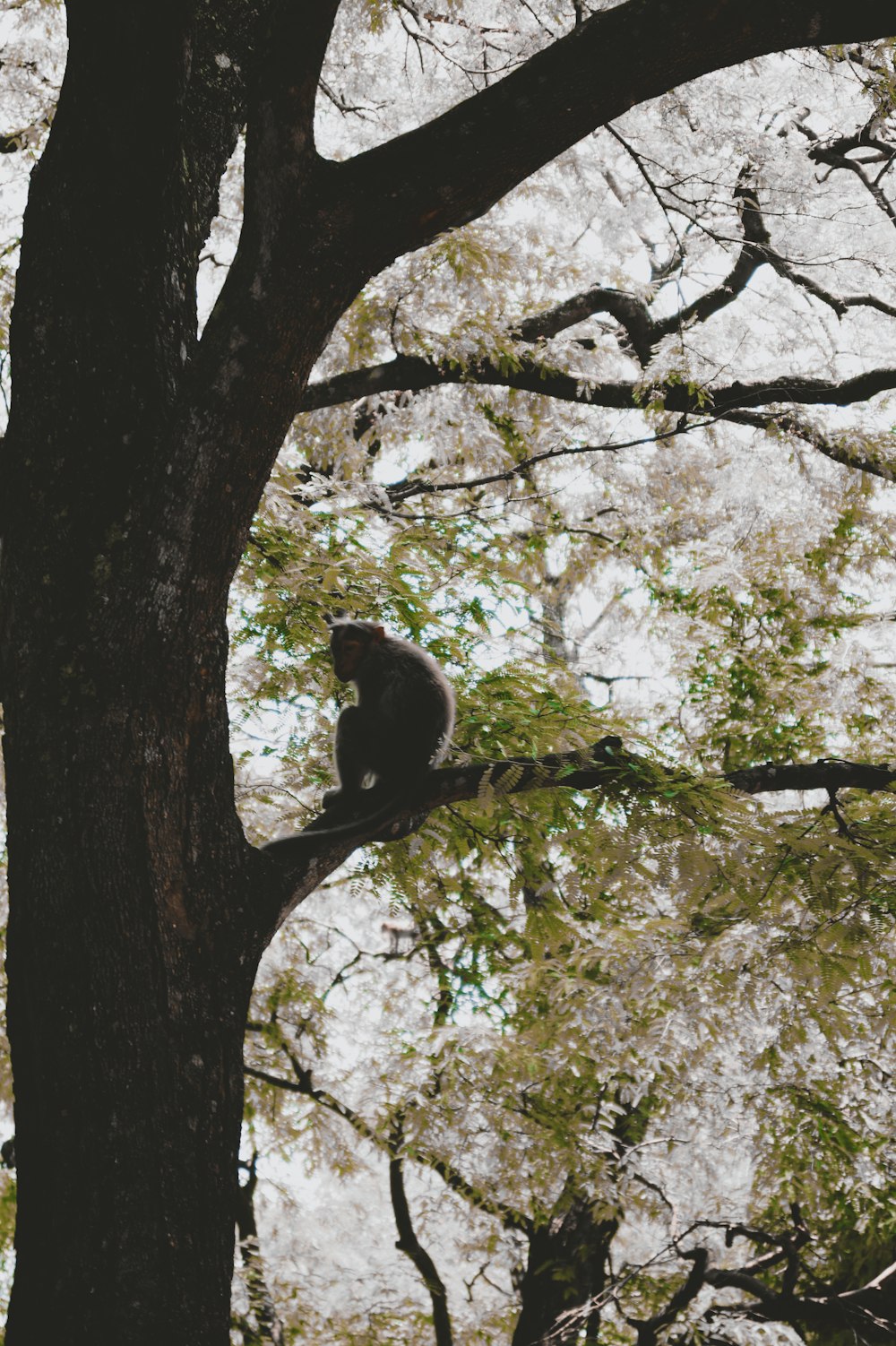 a squirrel is sitting on a tree branch