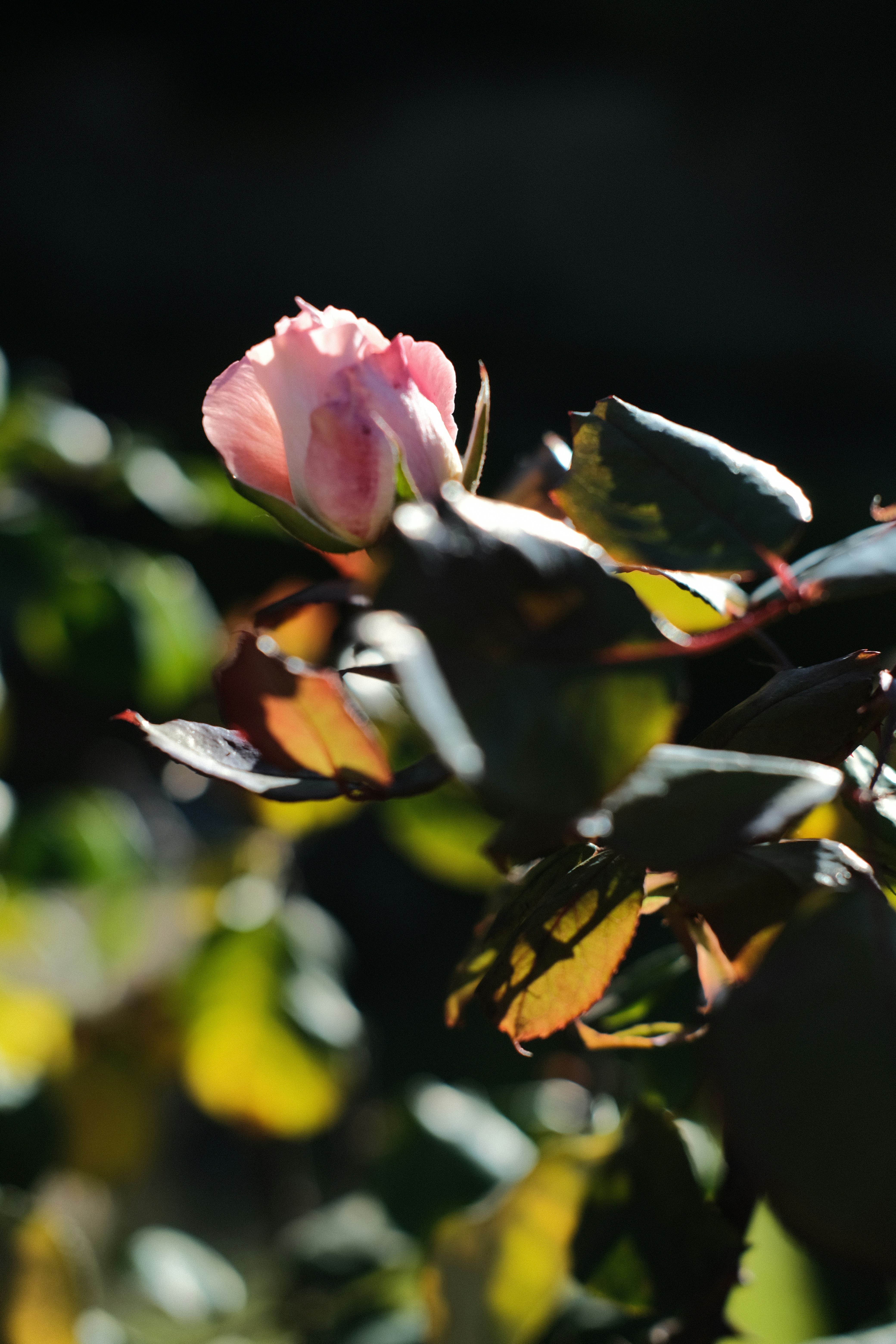 Photo by catherineplakhova