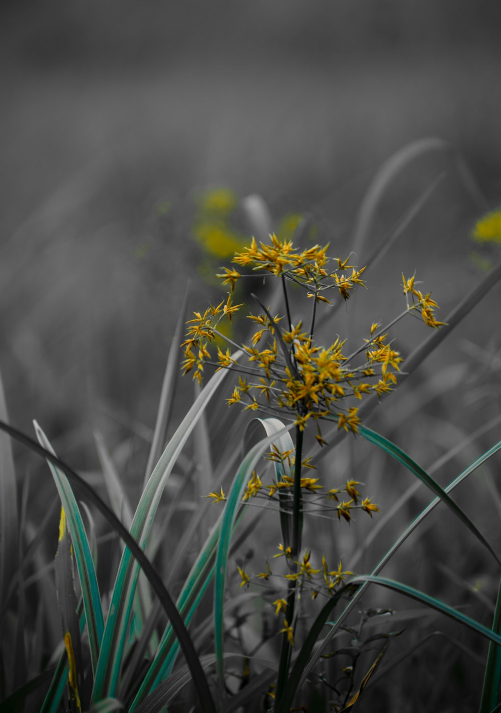 a black and white photo of yellow flowers