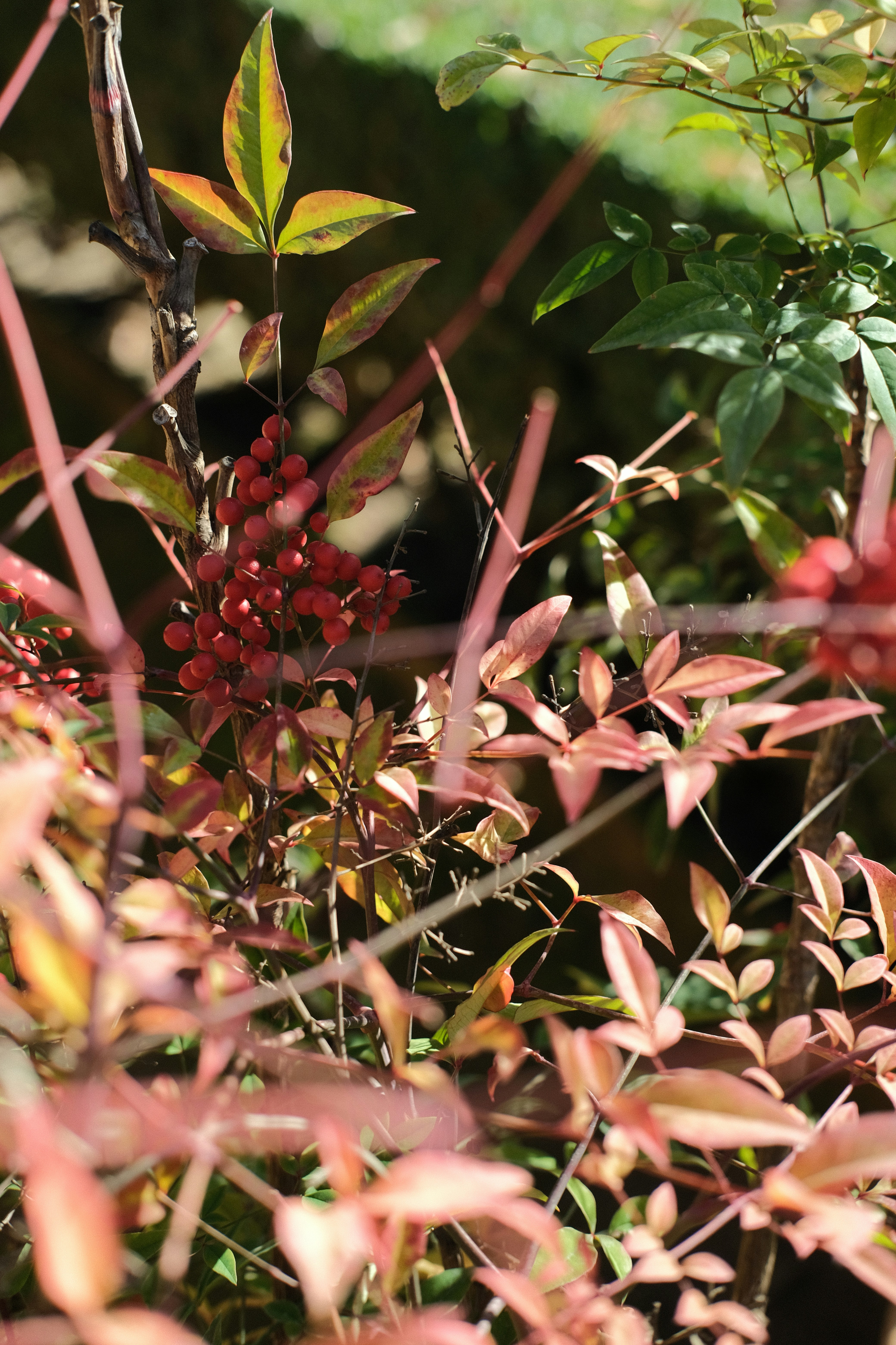 Photo by catherineplakhova