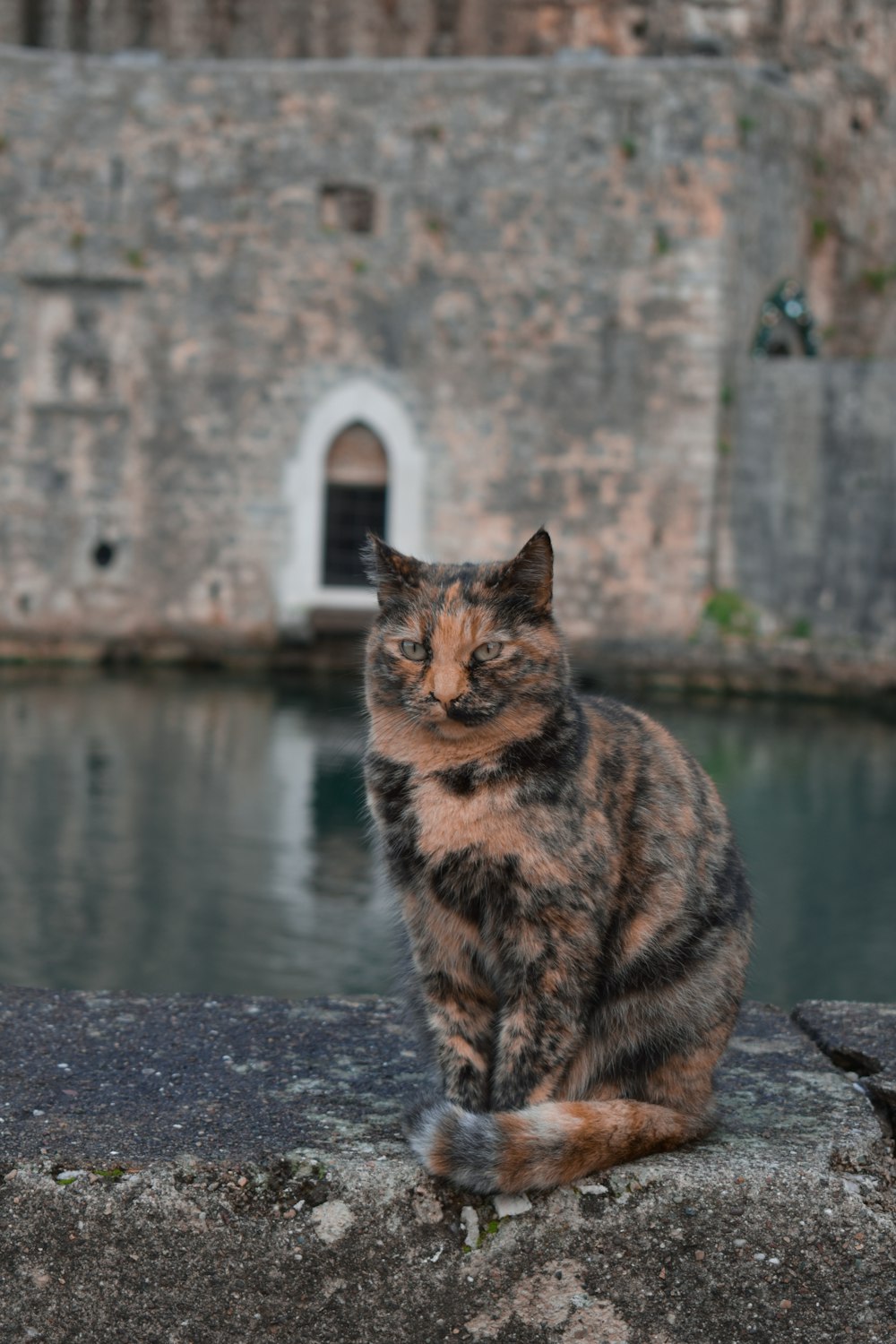 a cat sitting on a ledge near a body of water