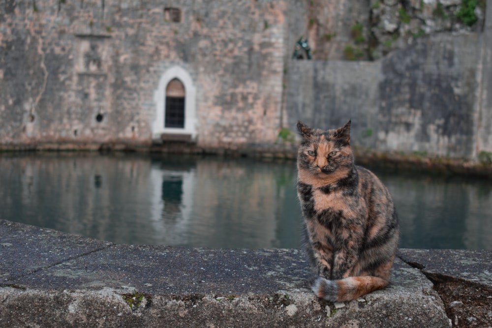 Un gato sentado en una repisa cerca de un cuerpo de agua