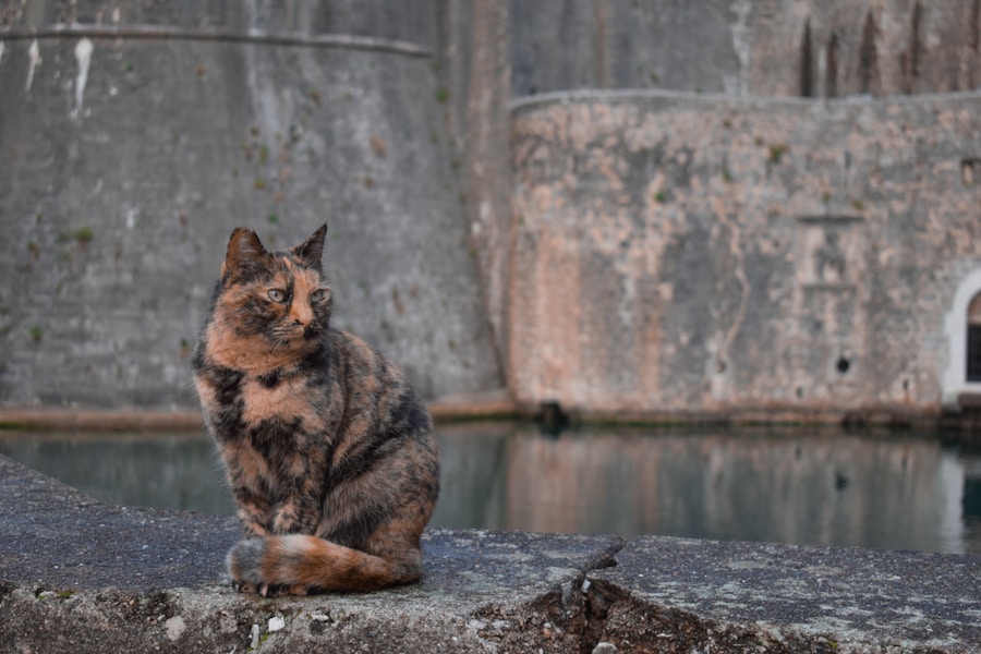 a cat is sitting on a rock near a body of water