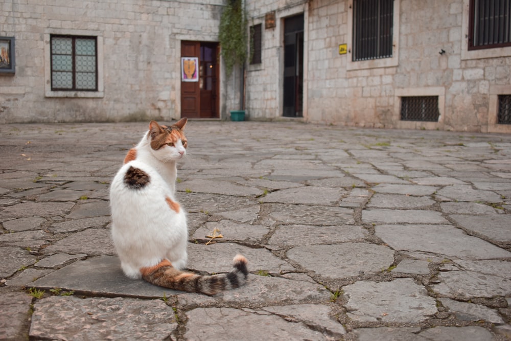 a cat sitting on the ground in front of a building