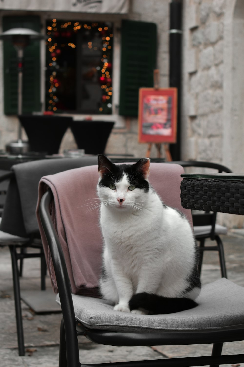 a black and white cat sitting on top of a chair