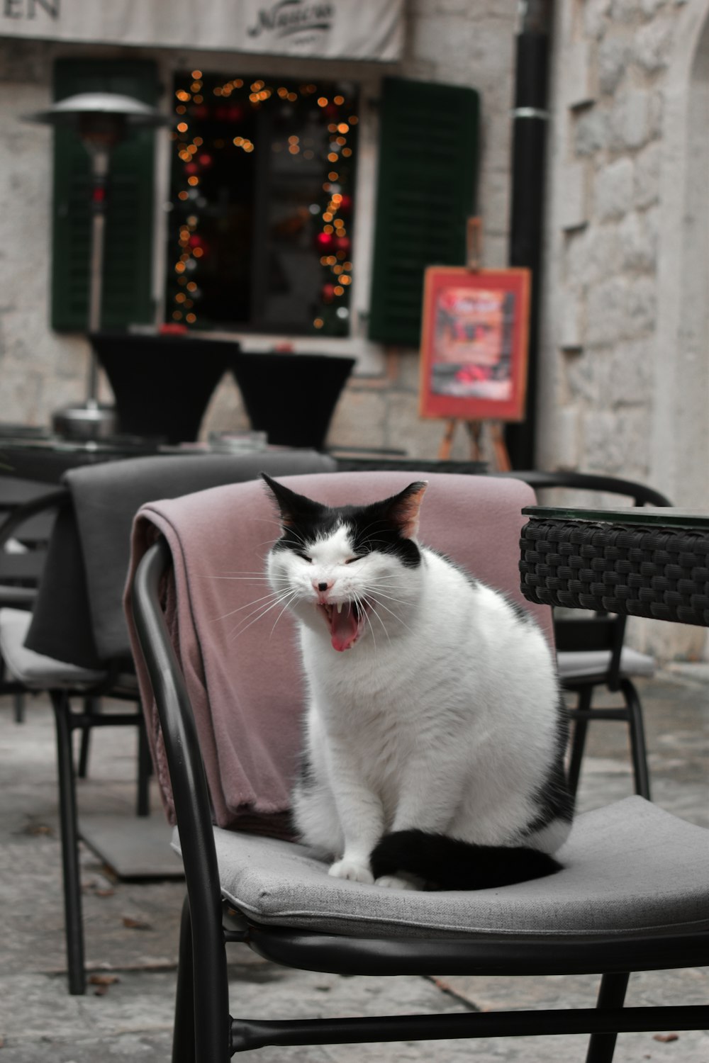 a black and white cat sitting on top of a chair