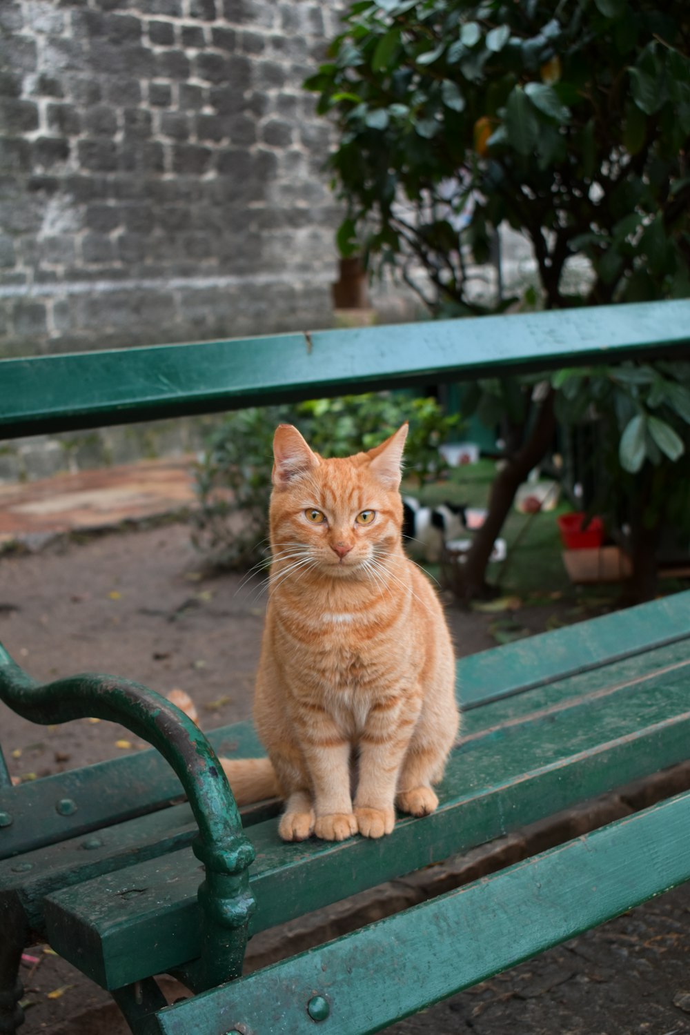 an orange cat sitting on top of a green bench