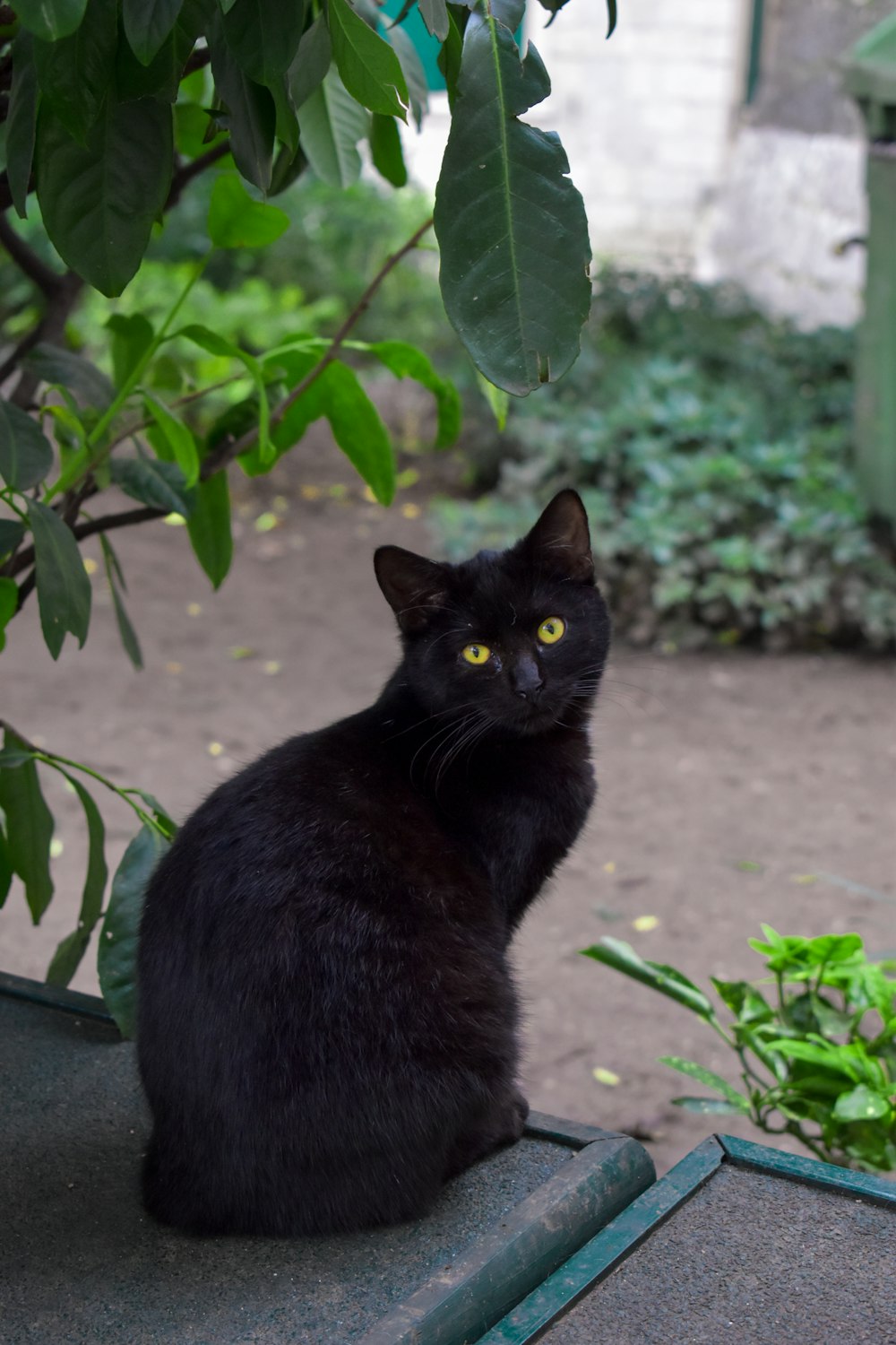 a black cat sitting under a tree looking at the camera