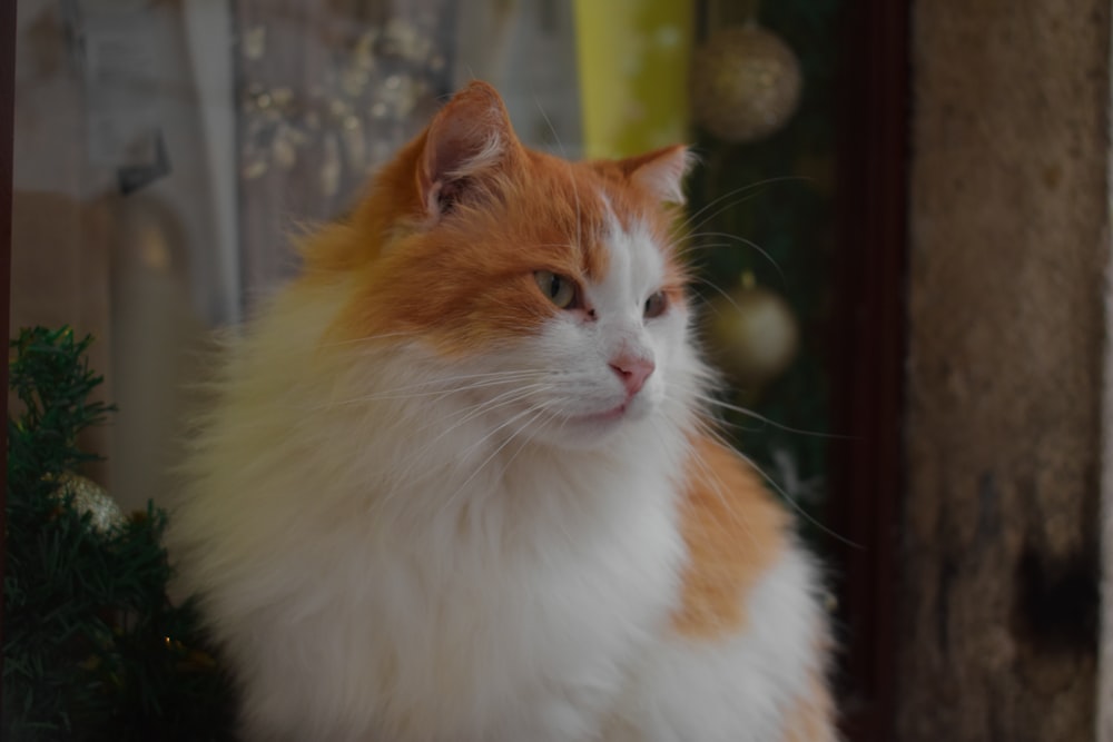 an orange and white cat sitting in front of a christmas tree