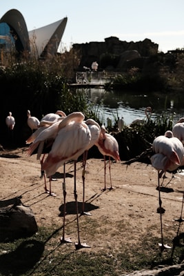 A group of flamingos with light pink feathers stands on a grassy area near a reflective body of water. In the background, there is modern architecture with a curved roof, and rocky formations surround the water's edge. Some flamingos are resting with their heads tucked under their wings.