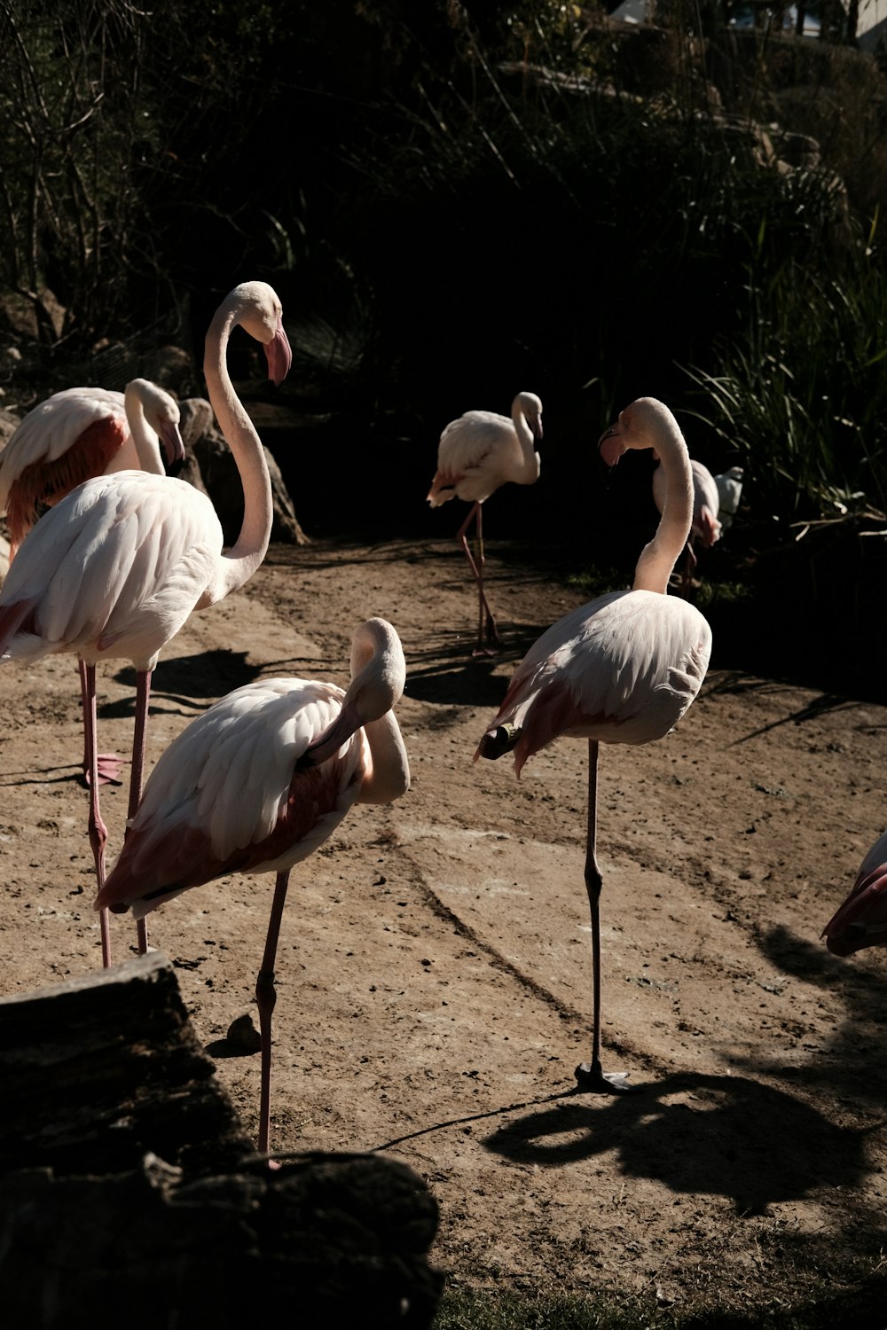 a group of flamingos standing on top of a dirt field