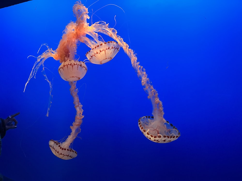 Un uomo che scatta una foto di una medusa in un acquario