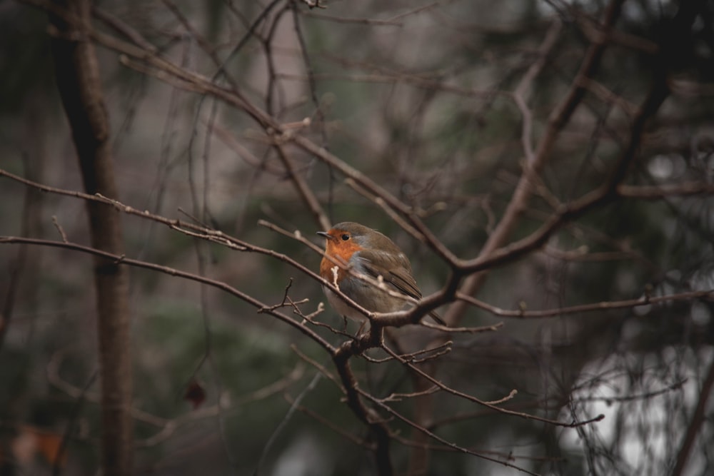 Un pequeño pájaro encaramado en la cima de la rama de un árbol