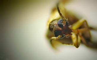 A close-up, macro image of an insect, showing intricate details of its eyes and antennae. The compound eyes are prominently visible, displaying a textured pattern. The surrounding body parts are slightly out of focus, creating a shallow depth of field.