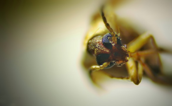 A close-up, macro image of an insect, showing intricate details of its eyes and antennae. The compound eyes are prominently visible, displaying a textured pattern. The surrounding body parts are slightly out of focus, creating a shallow depth of field.