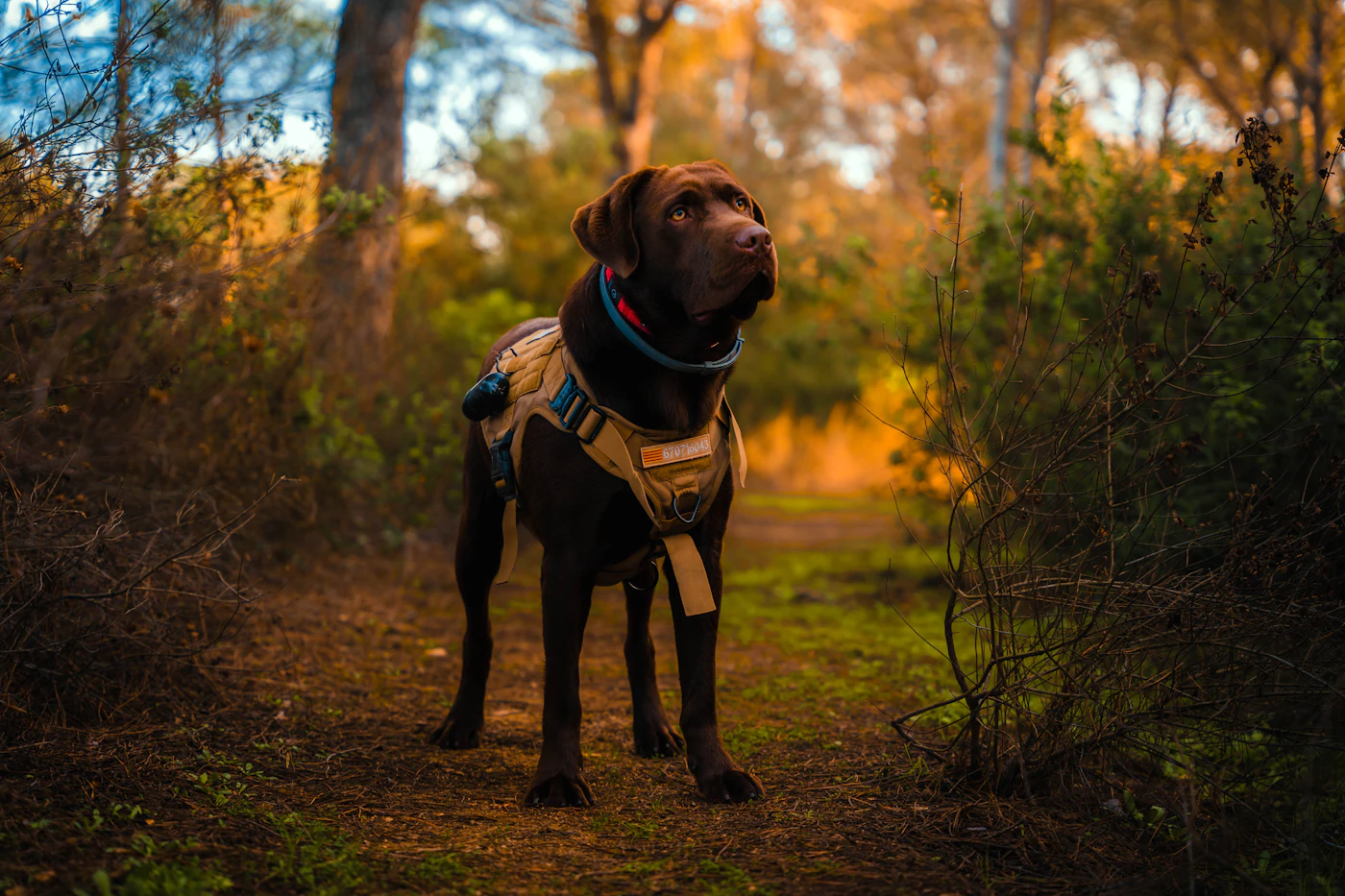 A chocolate Labrador wearing a working service harness standing alert on a forest trail in warm evening light