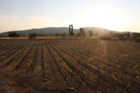 Sunlit vineyard rows stretching across rolling hills in East Africa, with a farmer inspecting grape clusters.