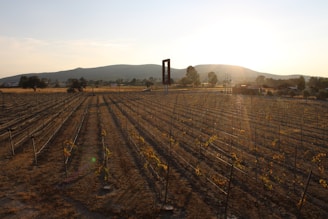 A sunlit vineyard in a Chilean valley with rows of grapevines and mountains in the background.