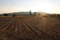 Researchers examining grapevines in a sunlit vineyard with rolling hills in the background.