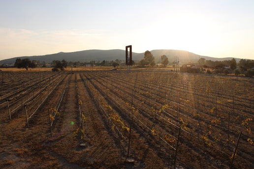 A sunlit vineyard landscape in the Garden Route with rows of grapevines and a rustic tasting room.