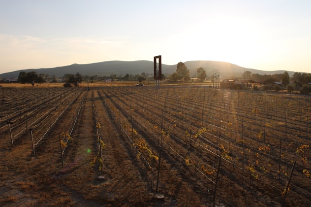 A sunlit vineyard in a Chilean valley with rows of grapevines and mountains in the background.