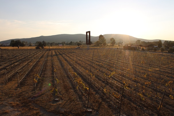 A sunlit vineyard with rows of grapevines stretching towards the horizon. The sun is low in the sky, casting long shadows and a warm glow over the landscape. Hills and scattered trees are visible in the background, with a few buildings and power lines adding to the rural setting.
