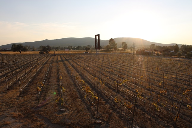 A sunlit vineyard with rows of grapevines stretching towards the horizon. The sun is low in the sky, casting long shadows and a warm glow over the landscape. Hills and scattered trees are visible in the background, with a few buildings and power lines adding to the rural setting.