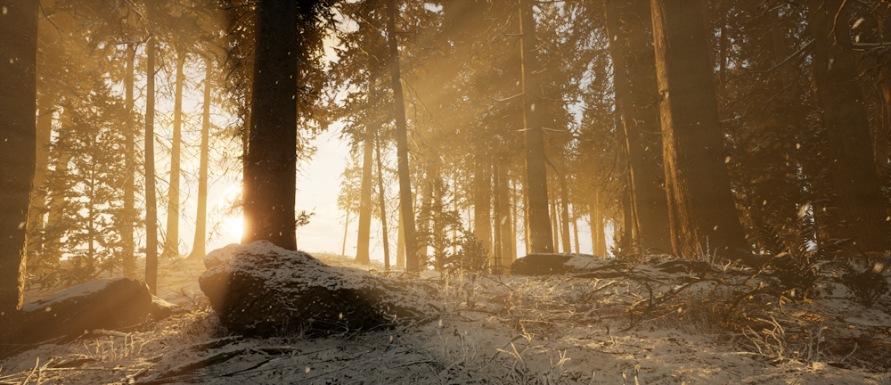 the sun is shining through the trees in the woods