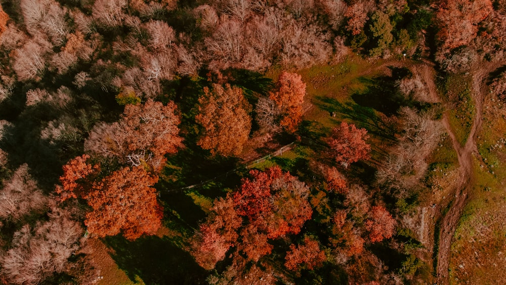 an aerial view of a forest in autumn